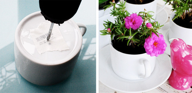 DHZ Planten in een koffiekop