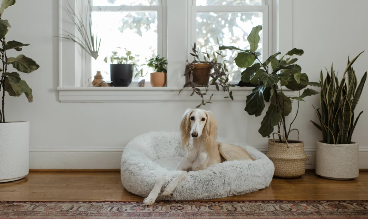 Een hondenmand voor ieder interieur - Inspiraties - ShowHome.nl