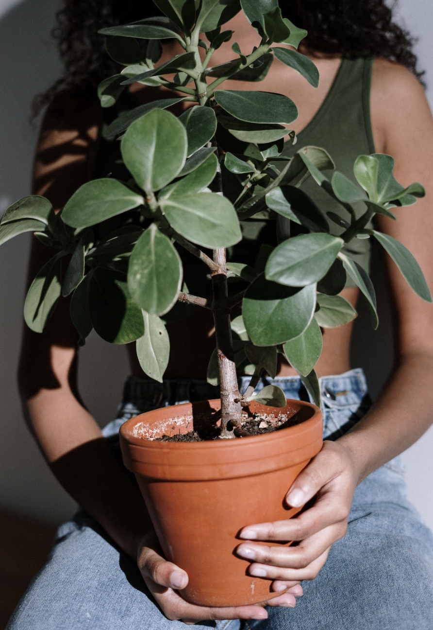 Planten in huis: waarom je nooit genoeg kamerplanten kunt hebben
