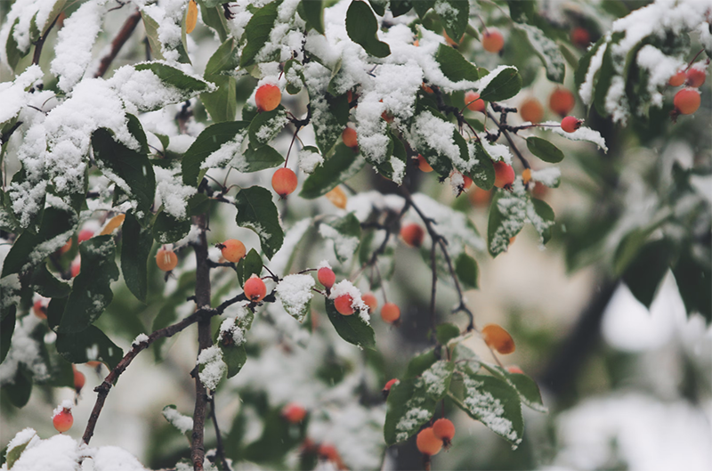 5 Tips om je planten deze winter te beschermen