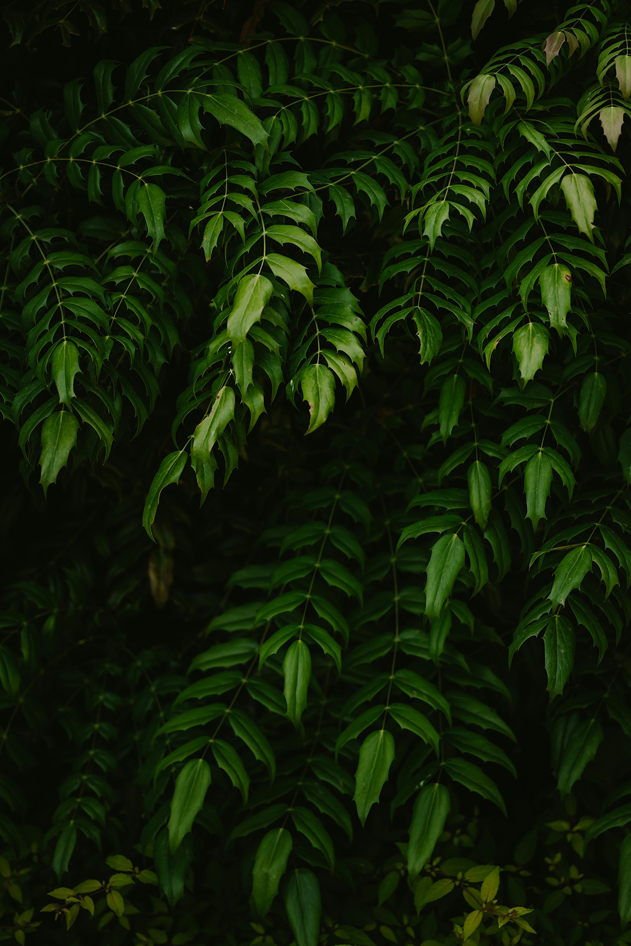 ferns-in-shade