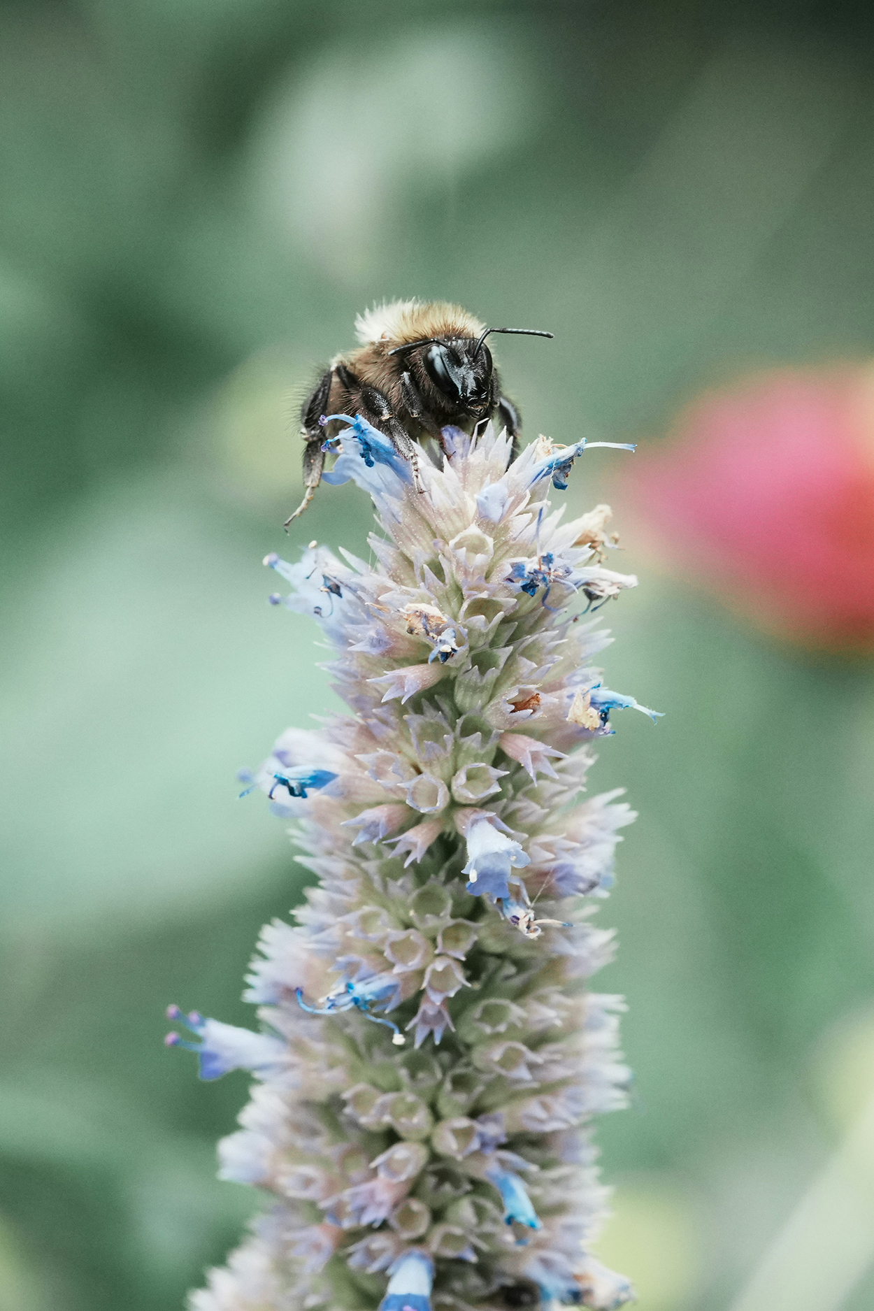 zomerse bloemen