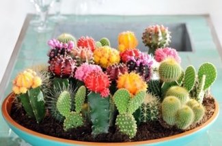 Cactussen in interieur