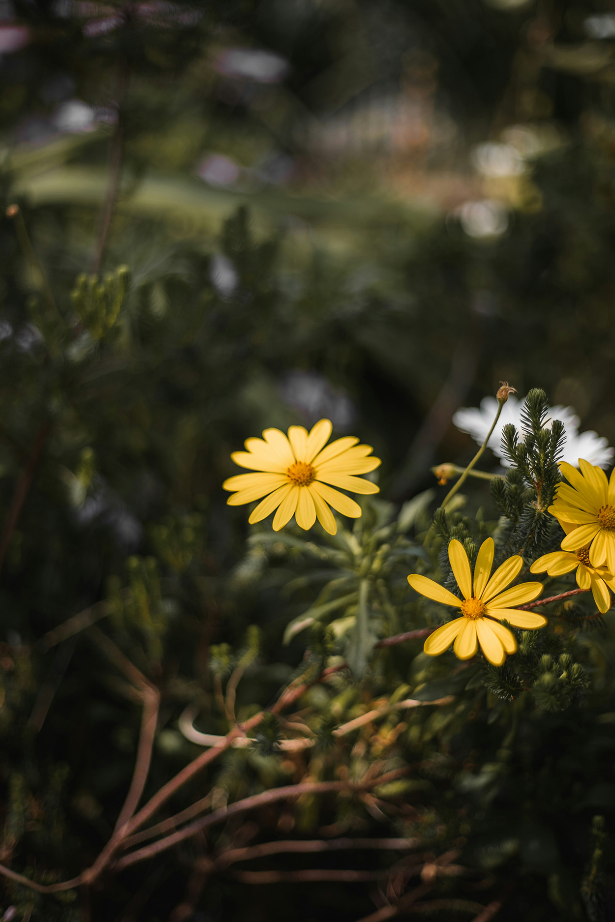 Tuintips