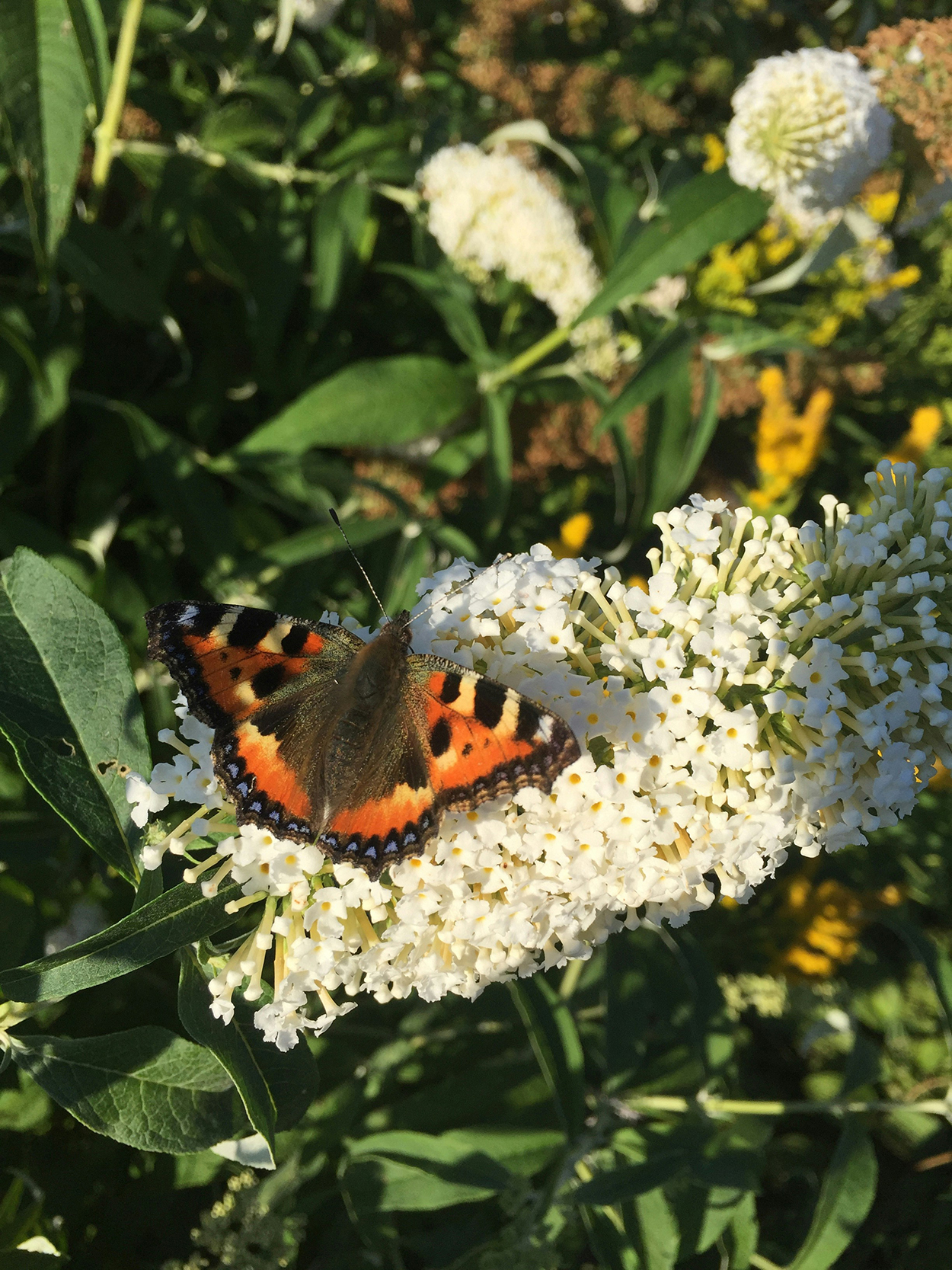 zomerse bloemen