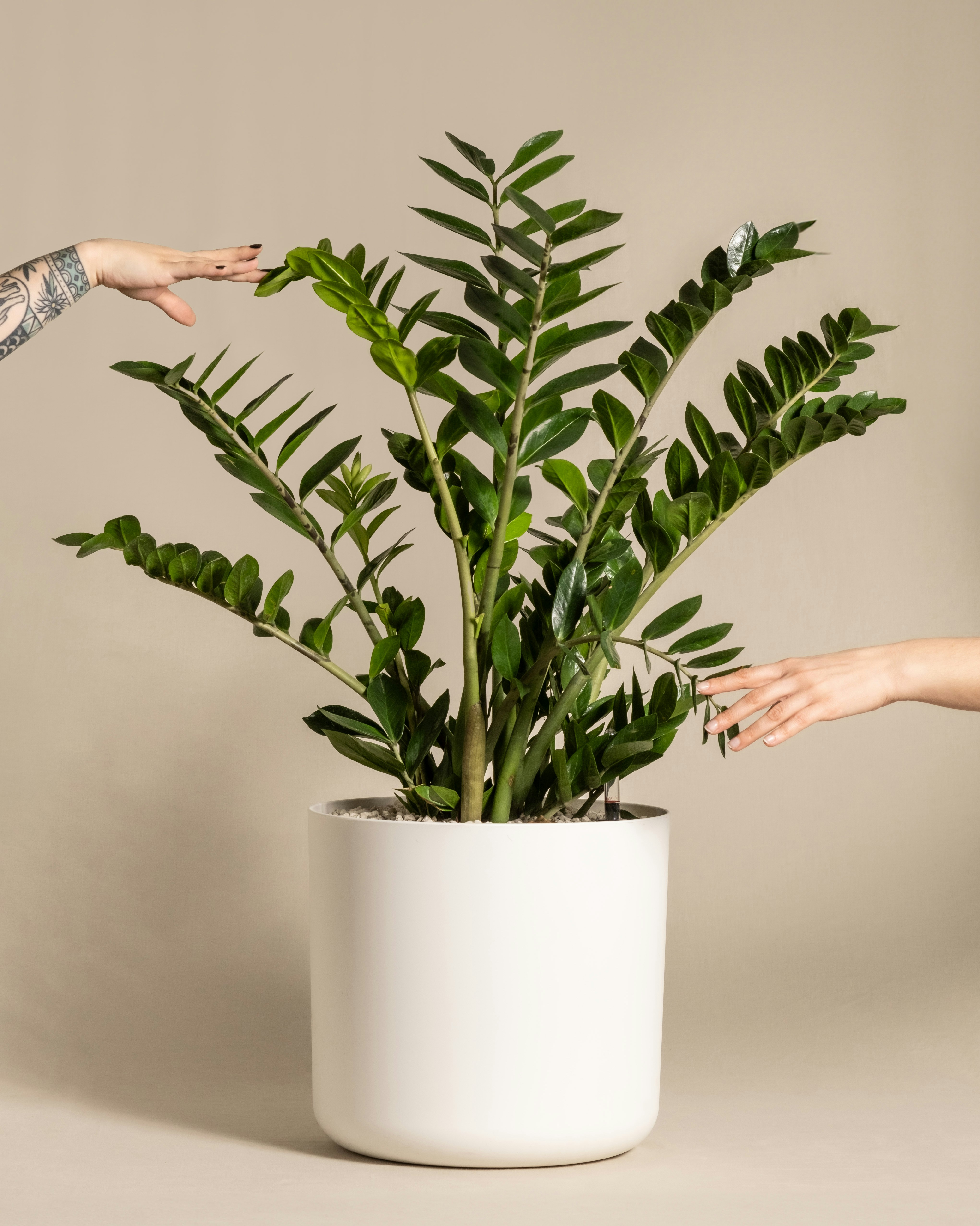 Zamioculcas Zamiifolia