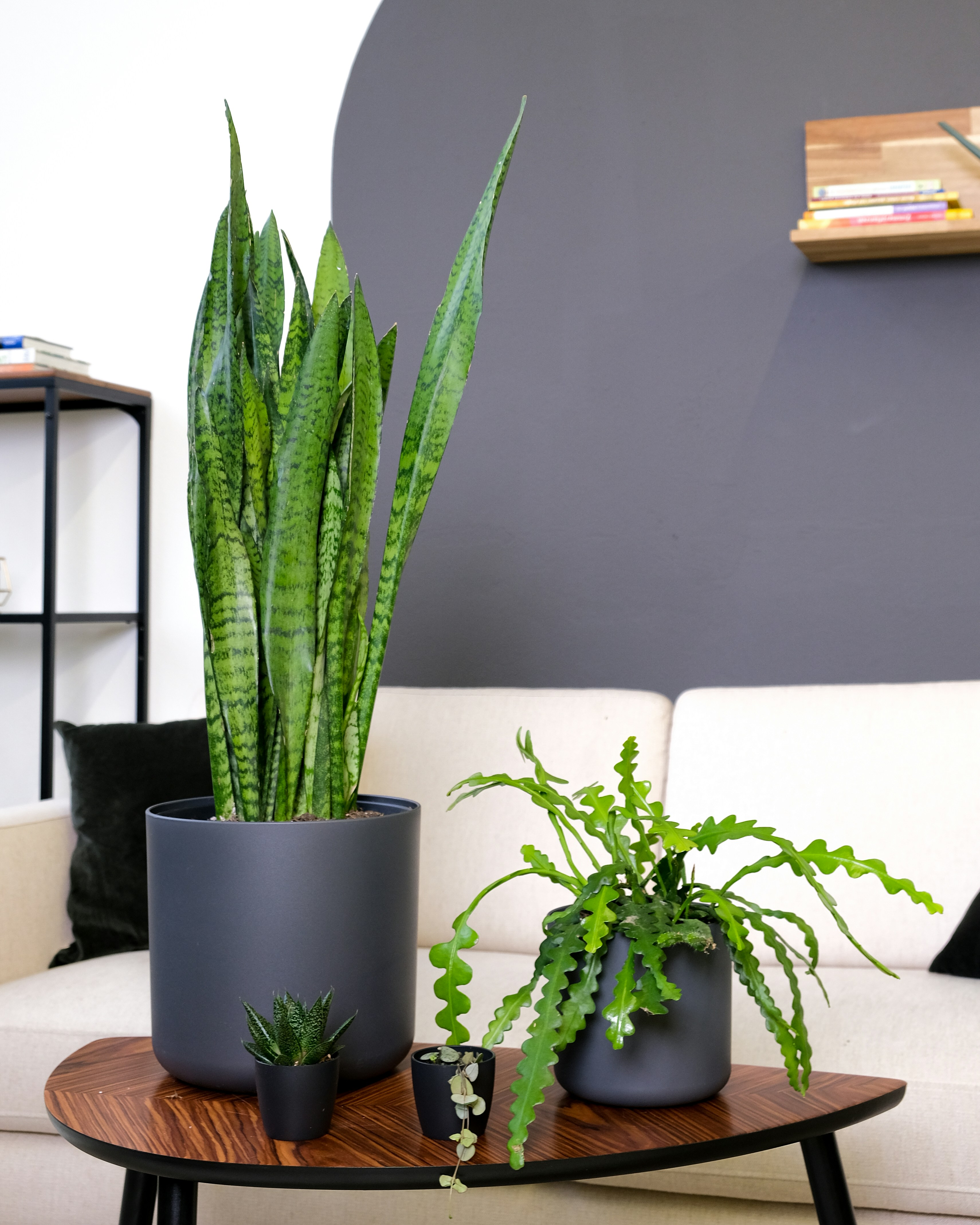 Sansevieria