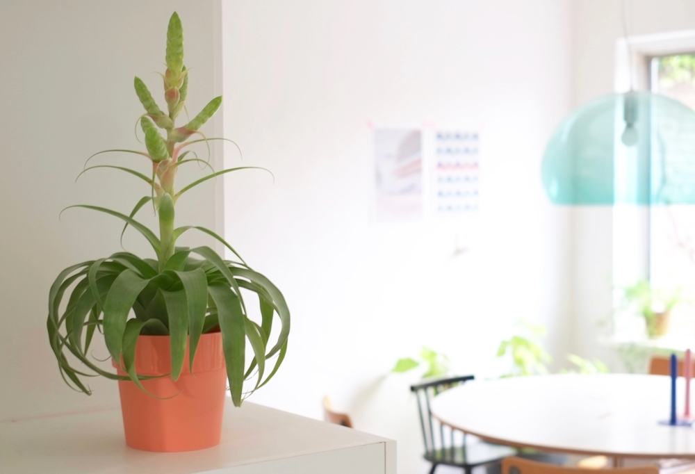 groen in huis maar net even anders