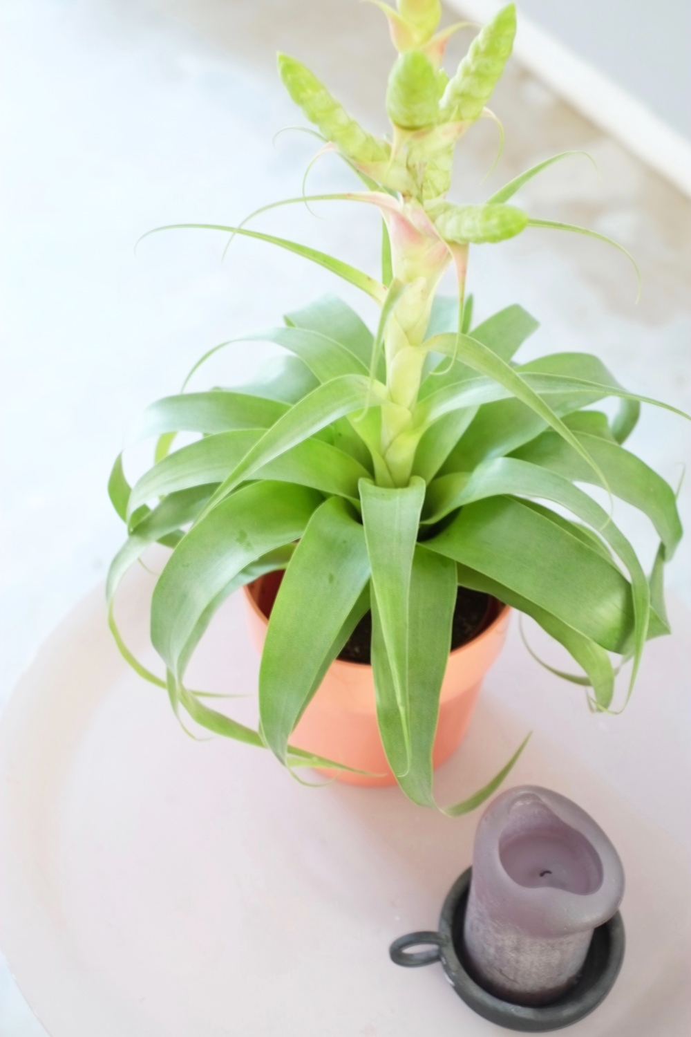 groen in huis maar net even anders