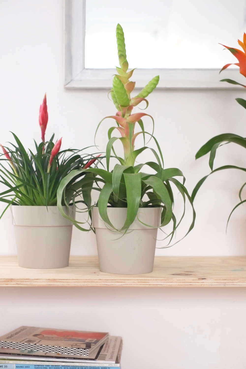 groen in huis maar net even anders