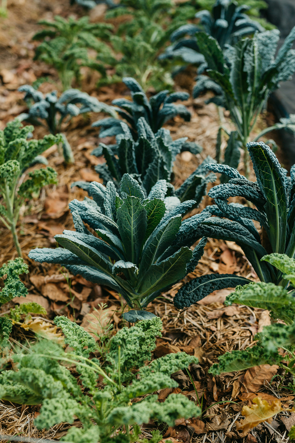 MOestuin