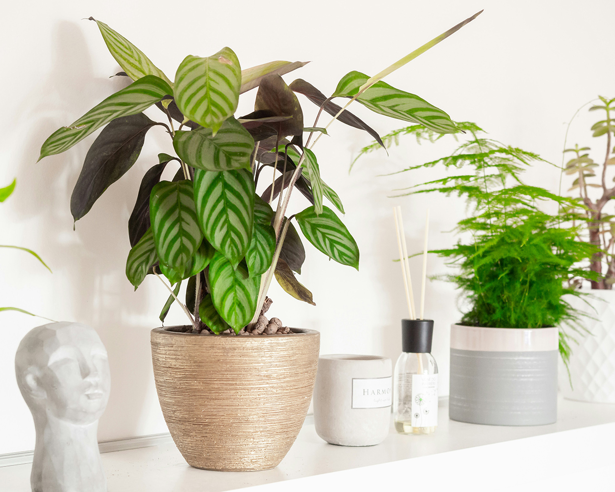 Planten