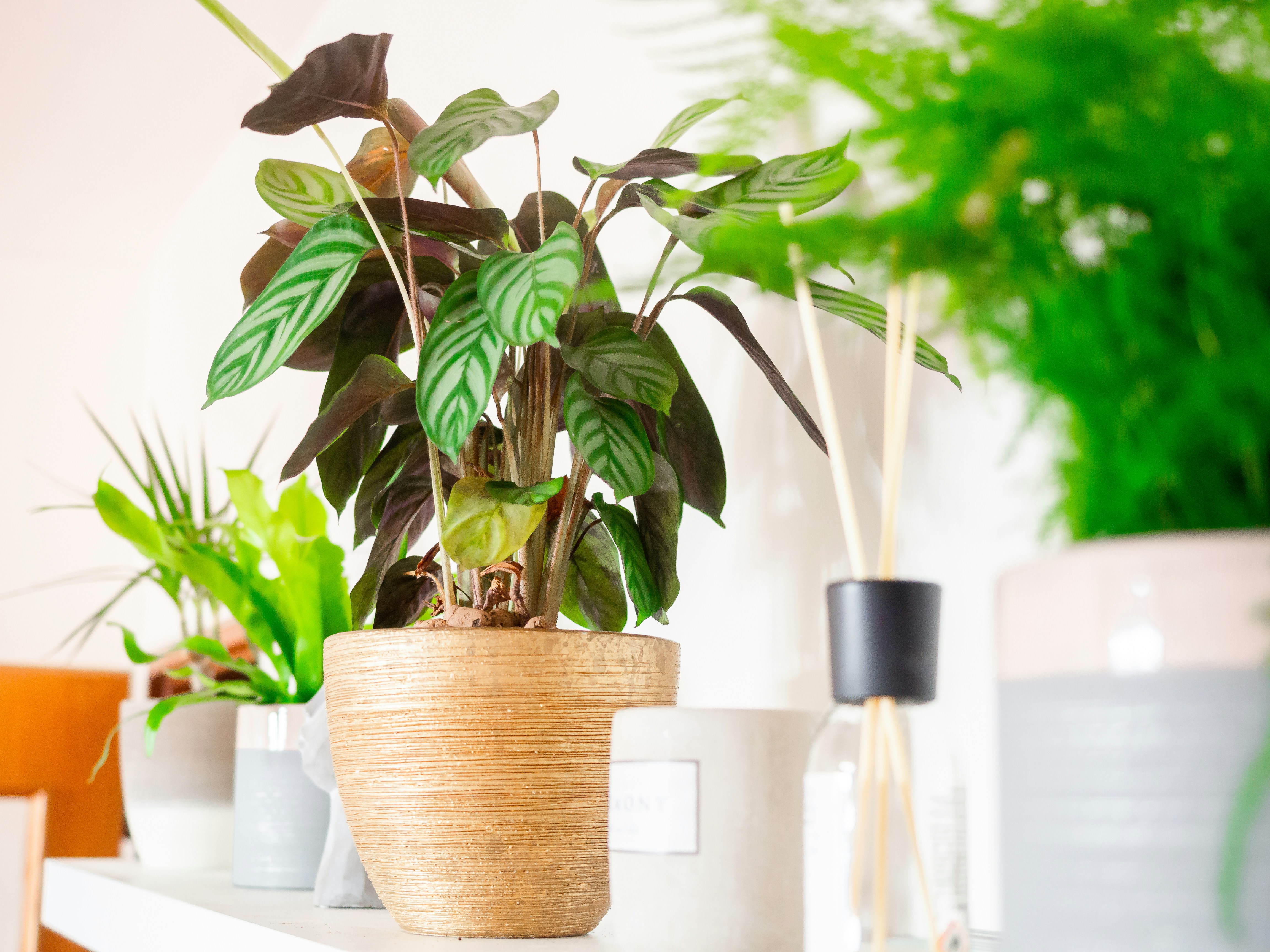 Calathea