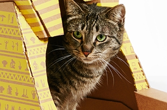 Kattenspeelhuisjes van karton