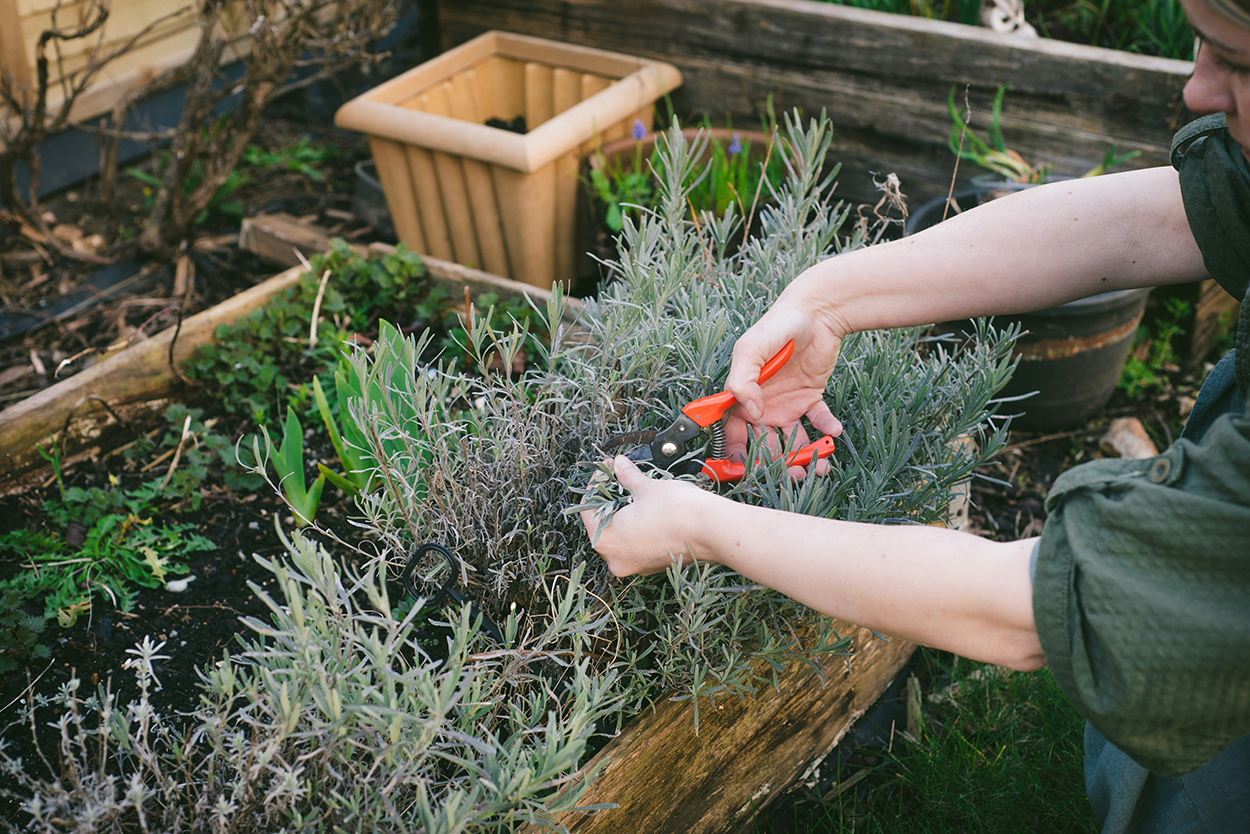 7 populaire lavendelsoorten voor meer geur en kleur in de tuin