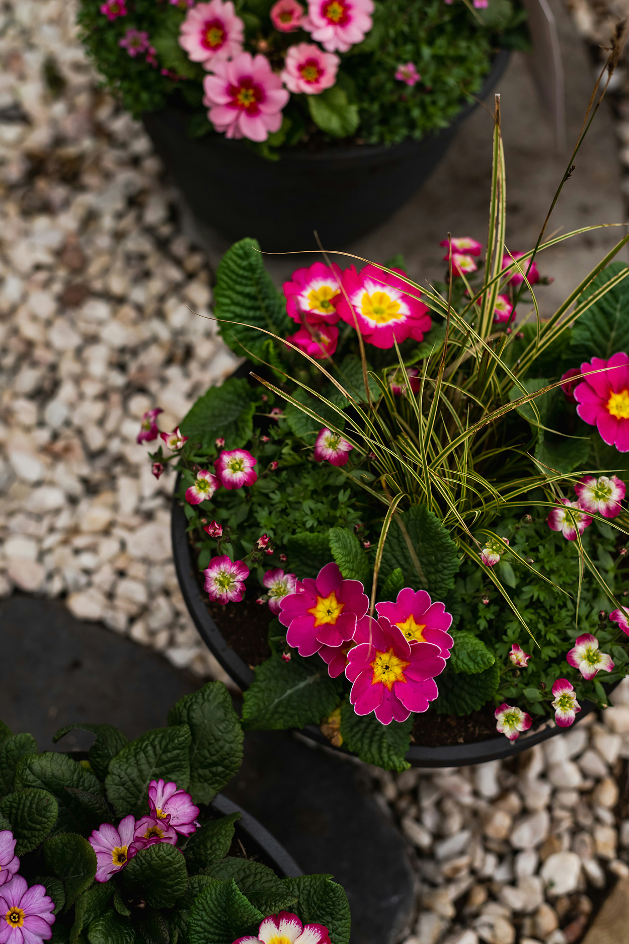 Tuintrends voor de lente: kleur, comfort en duurzaamheid
