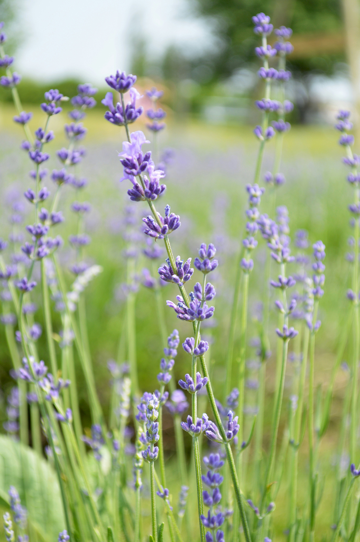 7 populaire lavendelsoorten voor meer geur en kleur in de tuin