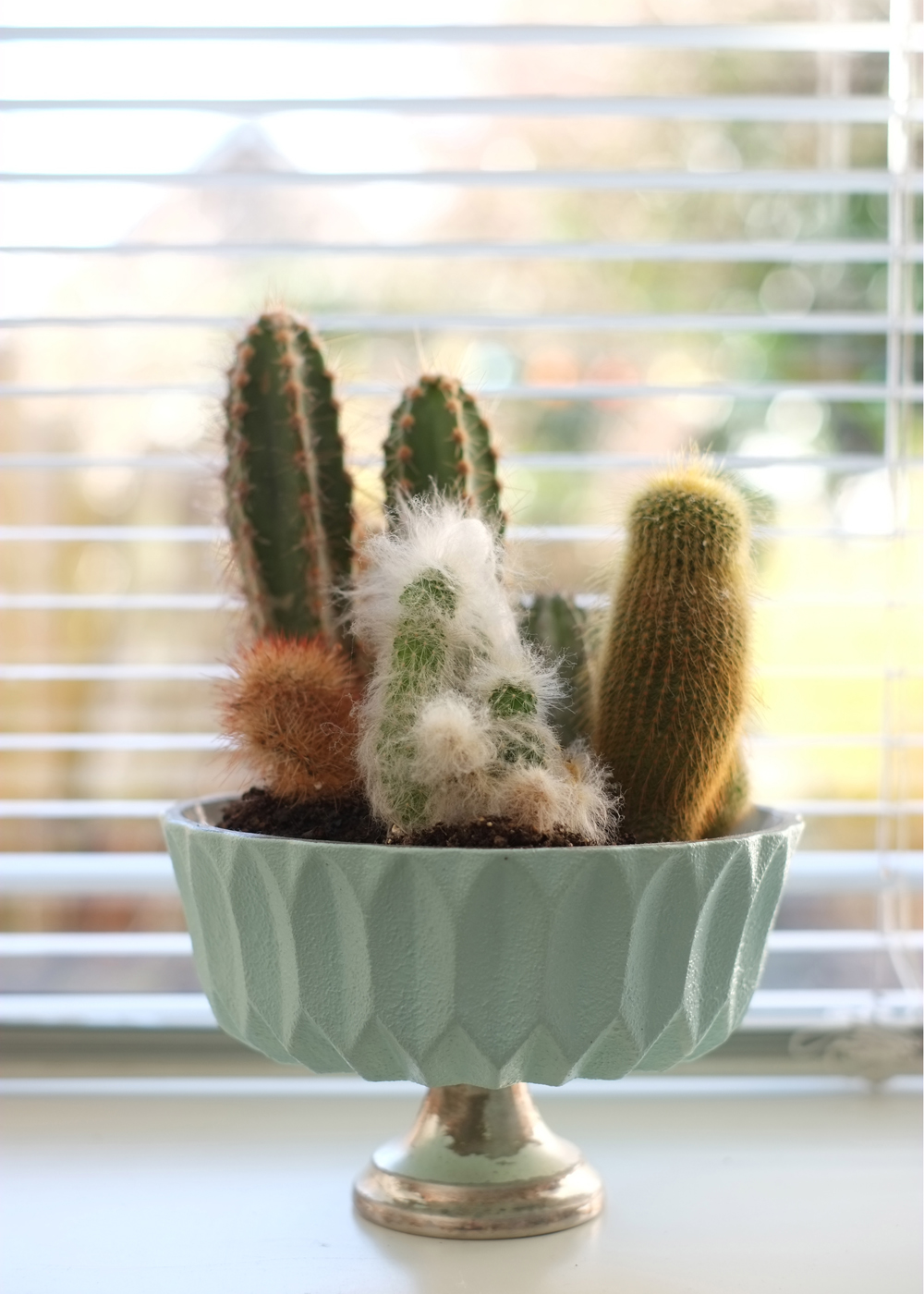 De cactus