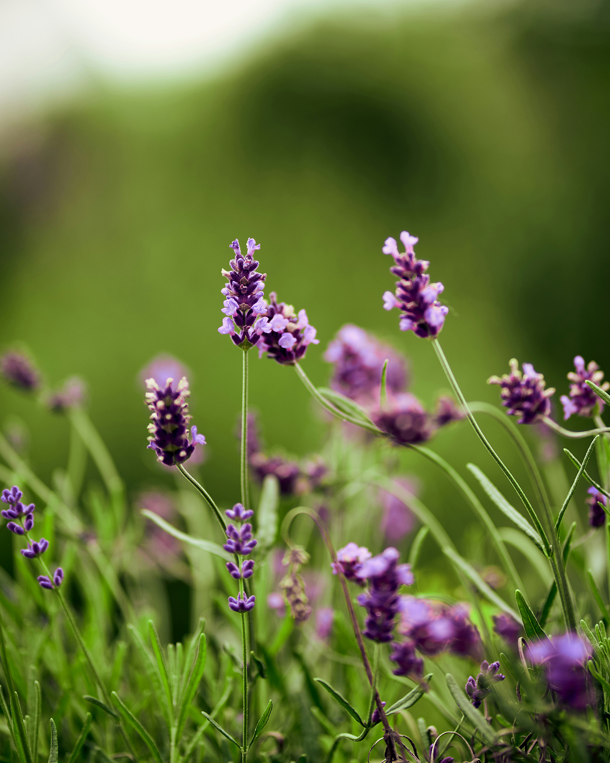 Onderhoudsarme planten