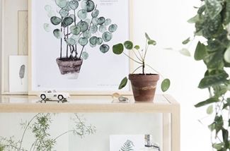 Urban planten voor je huiskamer